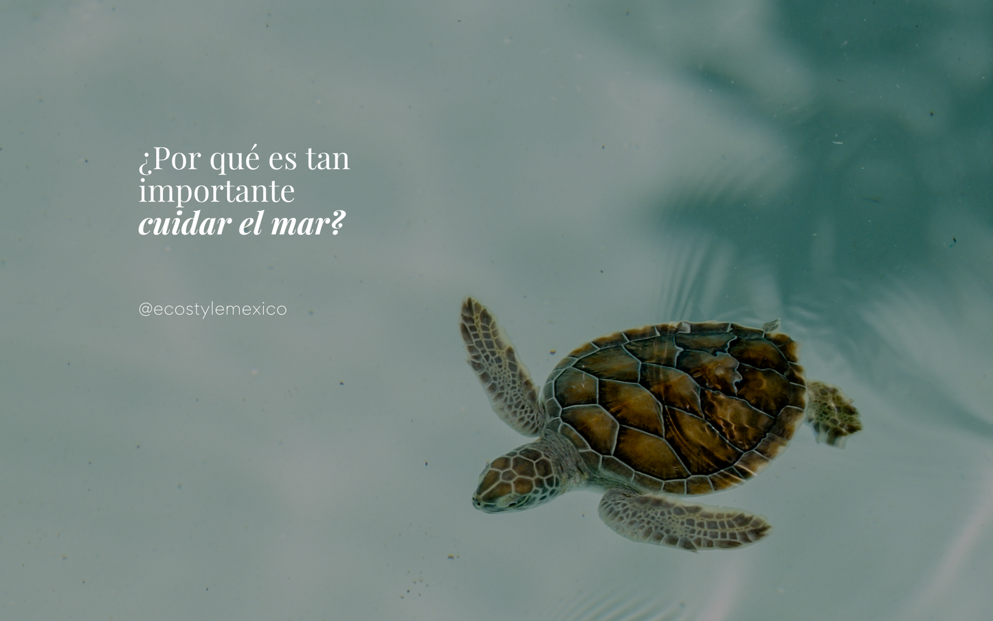 ¿Por qué es importante cuidar el mar? Conoce porque sin el oceano no podemos vivir.