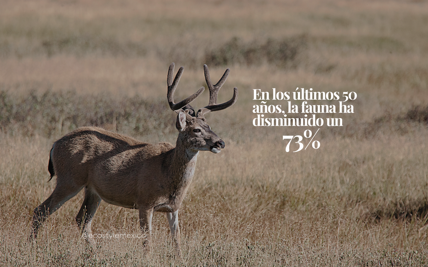 En los últimos 50 años, la fauna ha disminuido un 73%